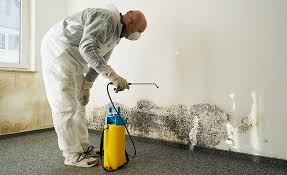 Best Black Mold Removal  in Hershey, PA